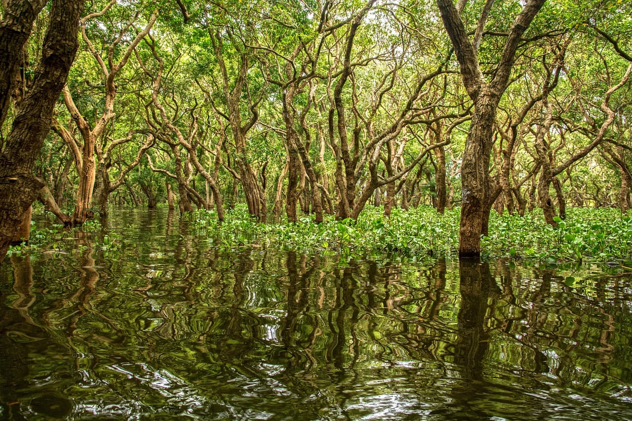 mangrove, cambodia, kampong, water, village, flooded, mangrove, mangrove, nature, mangrove, mangrove, mangrove