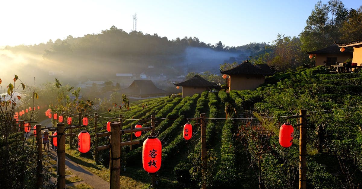 A serene sunrise view over a tea plantation with red lanterns in rural Thailand.