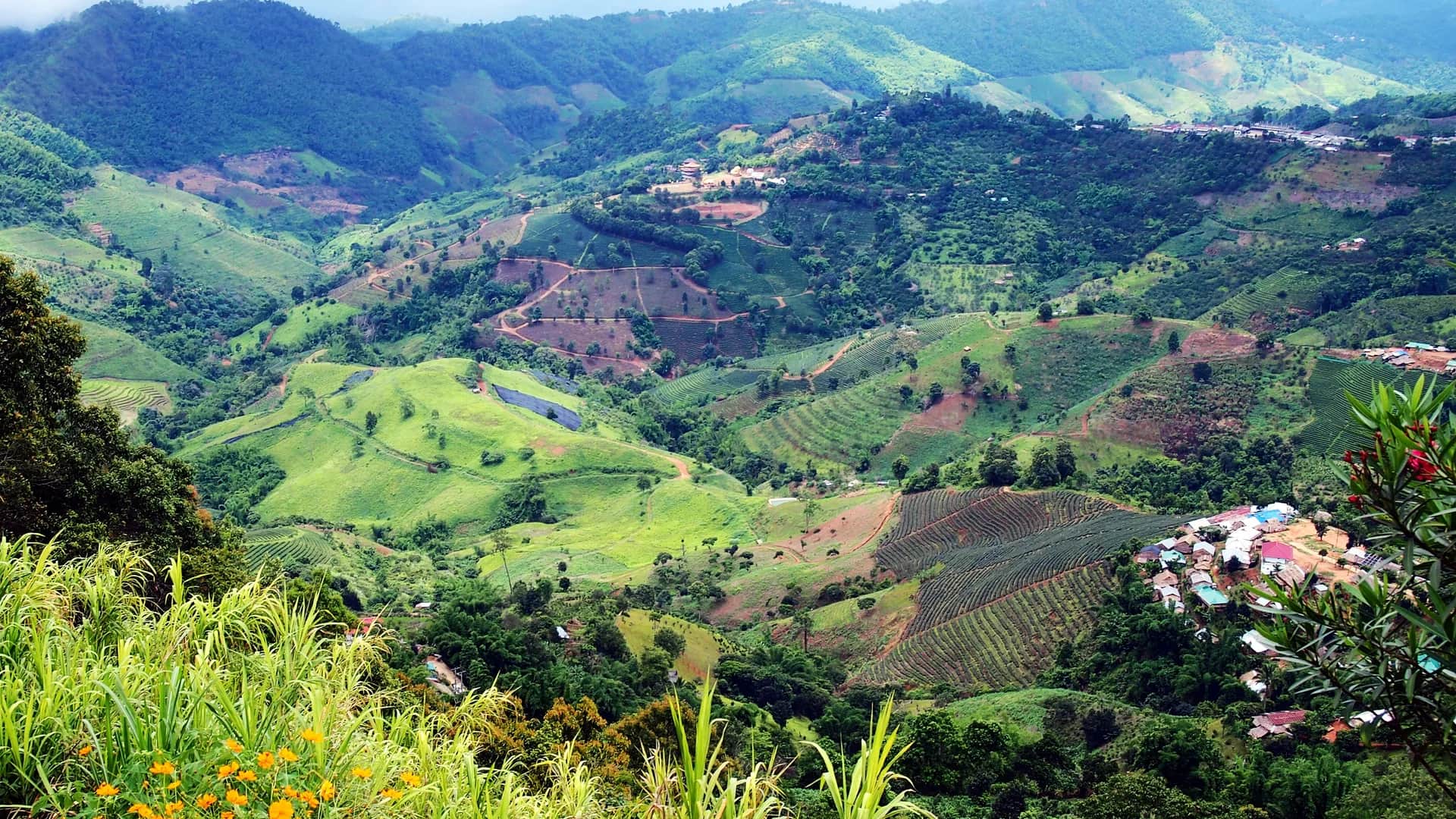 清莱，泰国的Phra Boromathat Chedi Srinagarindra above the Mae Salong tea terraces